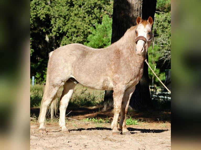 Haflinger Caballo castrado 14 años Ruano alazán in Canton TX