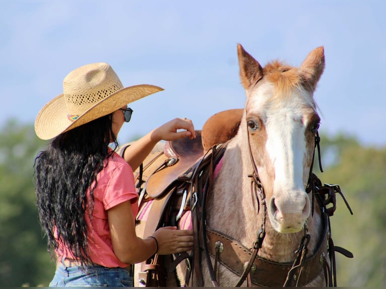 Haflinger Caballo castrado 14 años Ruano alazán in Canton TX