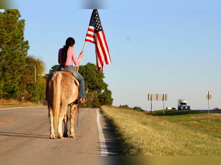 Haflinger Caballo castrado 14 años Ruano alazán in Canton TX