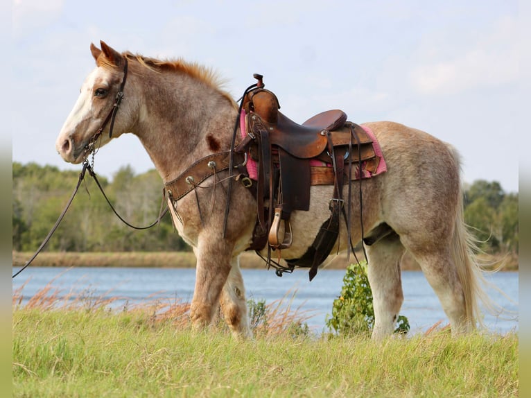 Haflinger Caballo castrado 14 años Ruano alazán in Canton TX