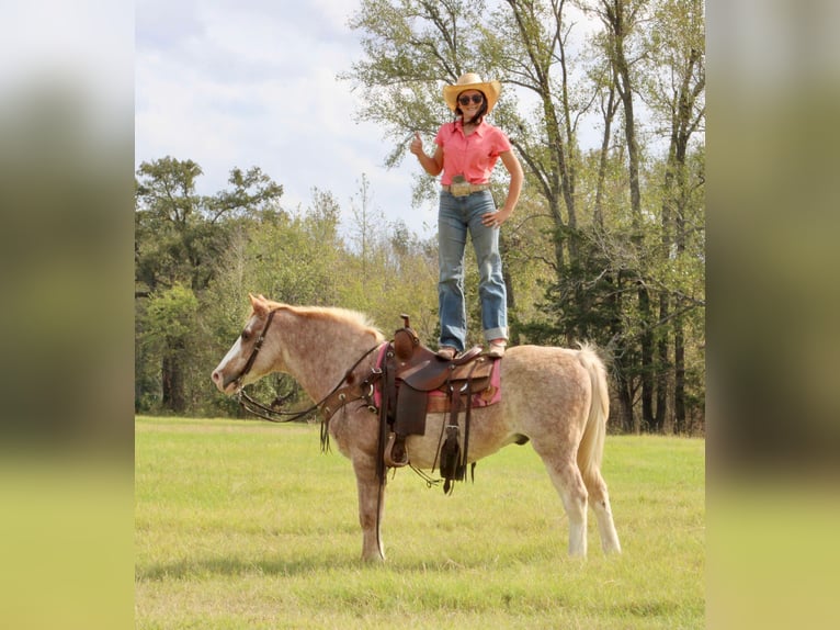 Haflinger Caballo castrado 14 años Ruano alazán in Canton TX