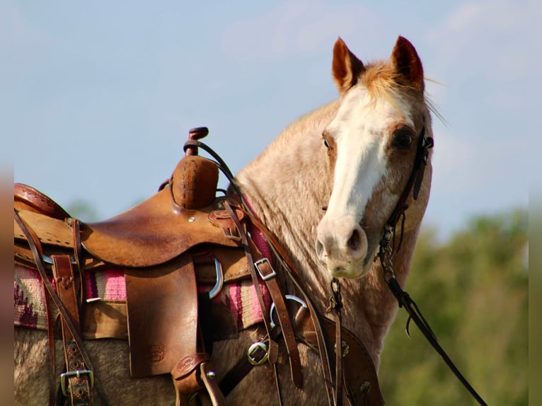 Haflinger Caballo castrado 14 años Ruano alazán in Canton TX