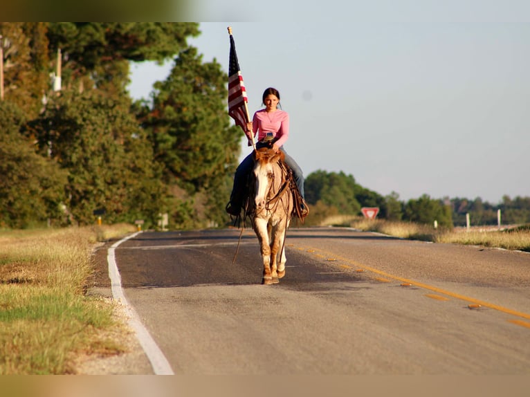 Haflinger Caballo castrado 14 años Ruano alazán in Canton TX