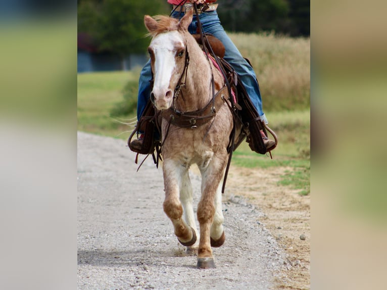 Haflinger Caballo castrado 14 años Ruano alazán in Canton TX