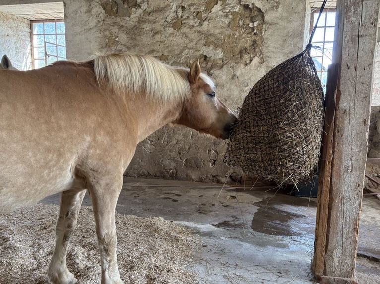 Haflinger Mestizo Caballo castrado 15 años 136 cm Castaño claro in Sassen-Trantow