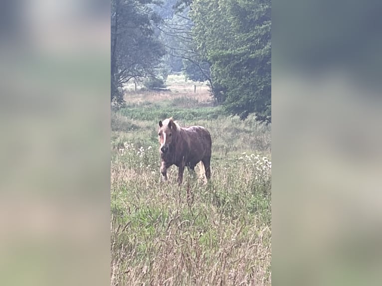 Haflinger Mestizo Caballo castrado 15 años 136 cm Castaño claro in Sassen-Trantow