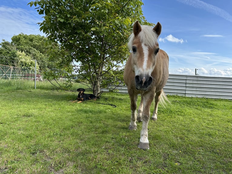 Haflinger Mestizo Caballo castrado 15 años 136 cm Castaño claro in Sassen-Trantow
