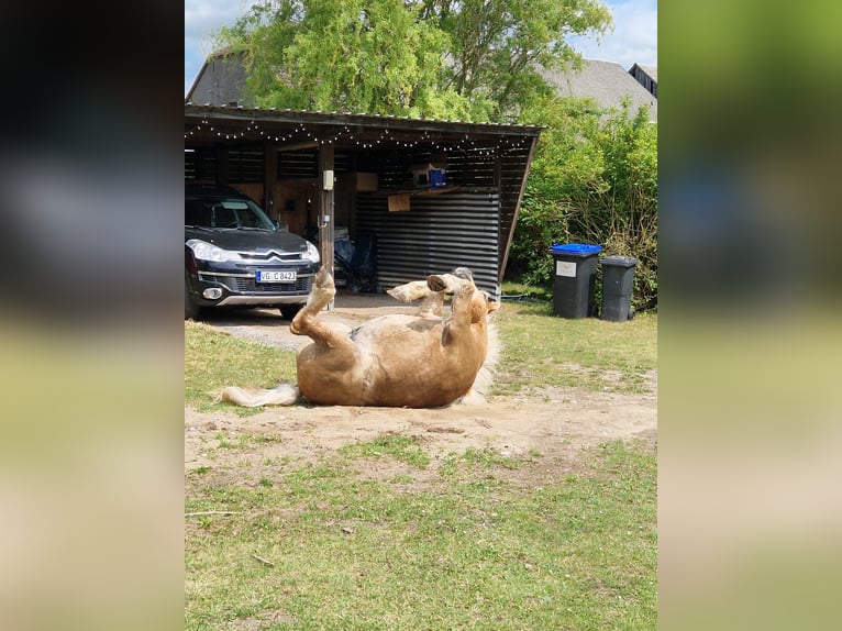 Haflinger Mestizo Caballo castrado 15 años 136 cm Castaño claro in Sassen-Trantow