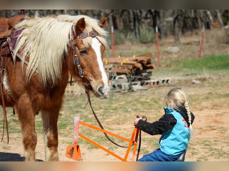 Haflinger Caballo castrado 15 años 140 cm Alazán rojizo in Poolville