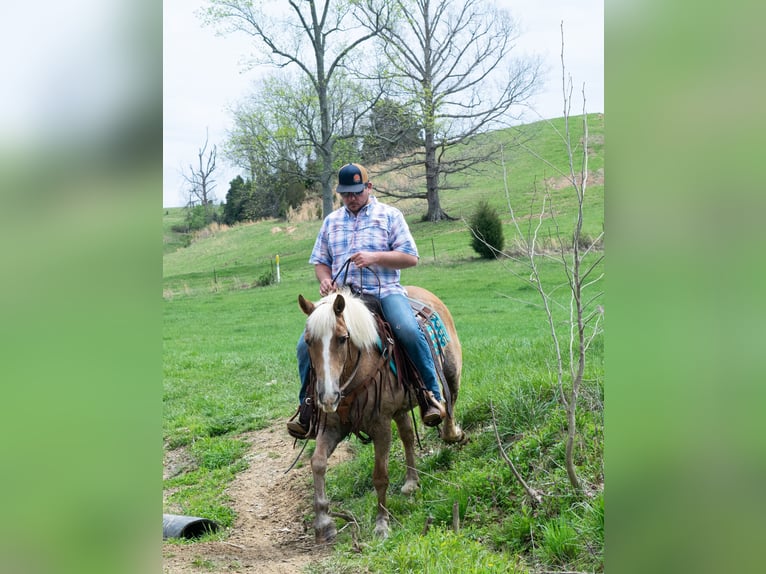 Haflinger Caballo castrado 15 años 142 cm Alazán rojizo in Greenville KY