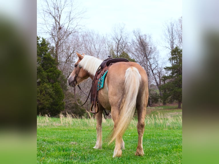 Haflinger Caballo castrado 15 años 142 cm Alazán rojizo in Greenville KY