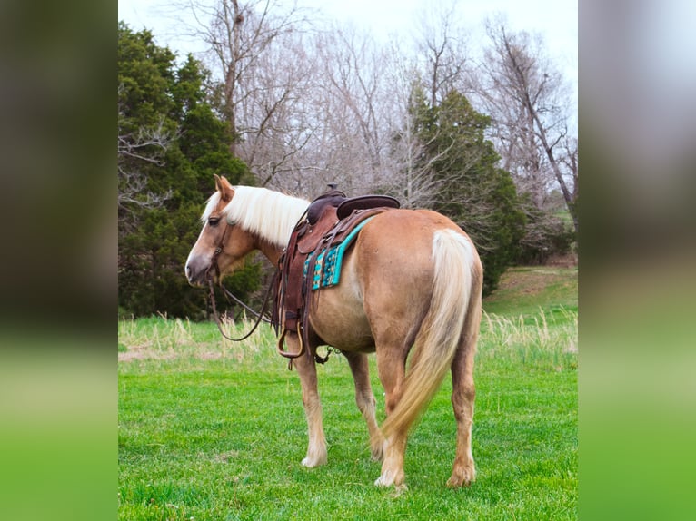 Haflinger Caballo castrado 15 años 142 cm Alazán rojizo in Greenville KY