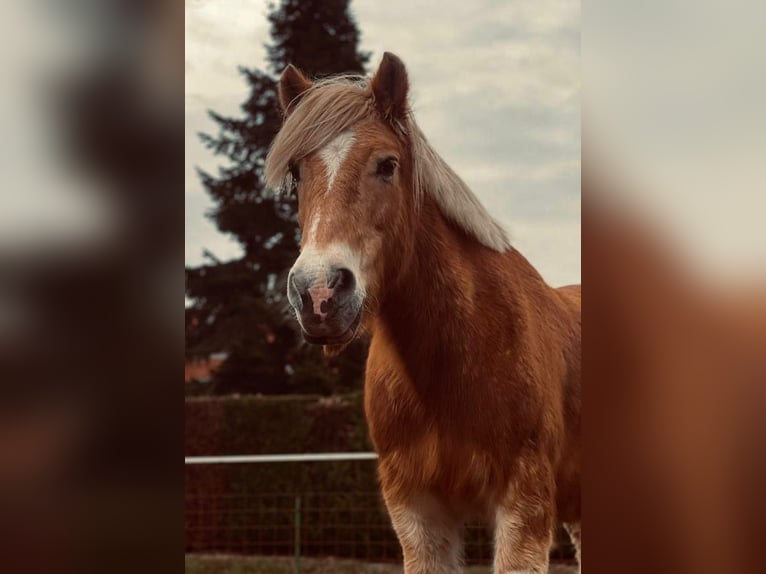 Haflinger Caballo castrado 15 años 142 cm Bayo in Oerel