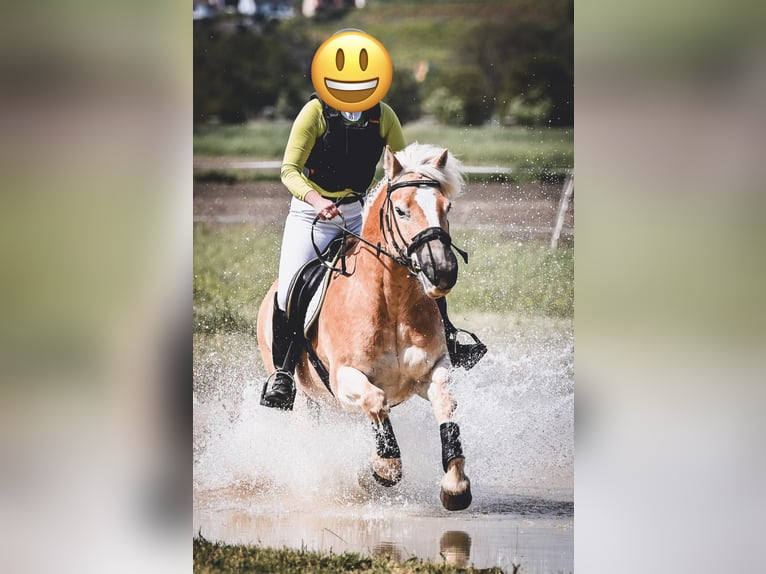 Haflinger Caballo castrado 15 años 144 cm  in Sexau
