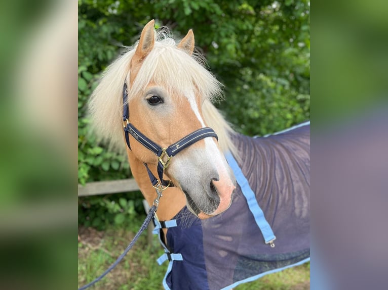 Haflinger Caballo castrado 15 años 144 cm in Ochtrup