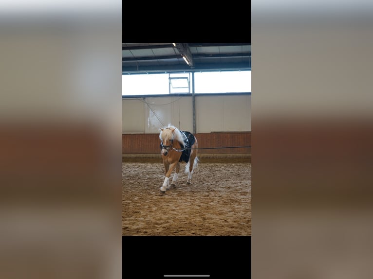 Haflinger Caballo castrado 15 años 144 cm in Ochtrup