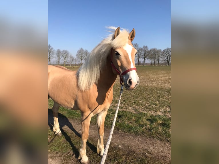 Haflinger Caballo castrado 15 años 144 cm in Ochtrup