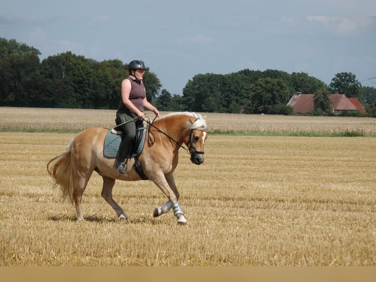 Haflinger Caballo castrado 15 años 147 cm Alazán in Minden