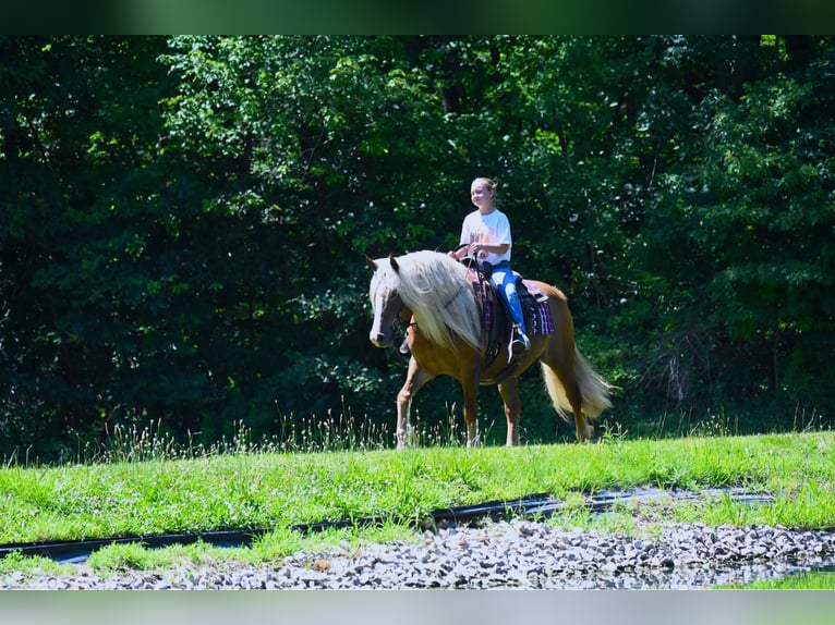 Haflinger Caballo castrado 15 años 147 cm Alazán-tostado in Wooster OH
