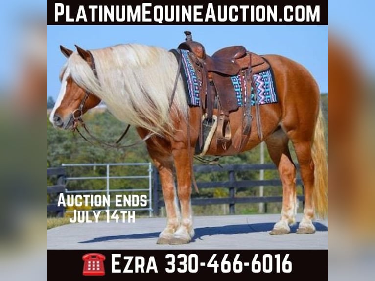 Haflinger Caballo castrado 15 años 147 cm Alazán-tostado in Wooster OH