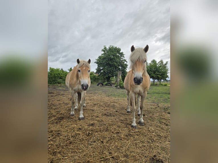 Haflinger Caballo castrado 15 años 147 cm in Neuferchau