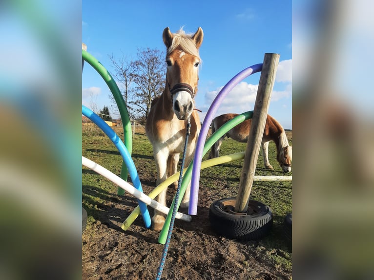 Haflinger Caballo castrado 15 años 147 cm in Neuferchau