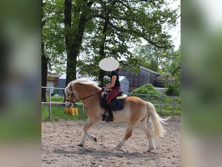 Haflinger Caballo castrado 15 años 151 cm Alazán in Hille