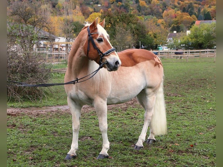 Haflinger Caballo castrado 15 años 154 cm Alazán in Heidelberg