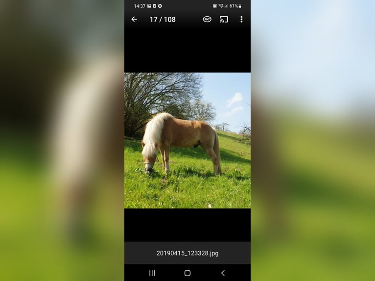 Haflinger Caballo castrado 15 años 154 cm Alazán in Schaffouse bei Selz