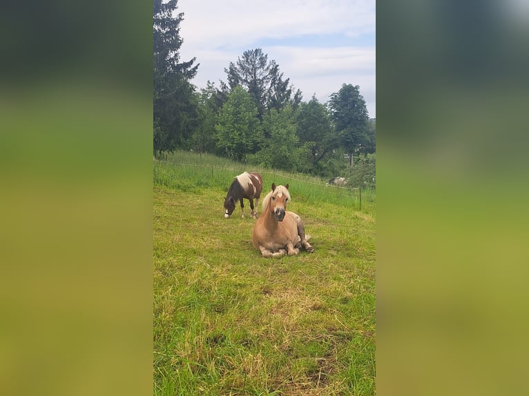 Haflinger Caballo castrado 15 años 154 cm Alazán in Schaffouse bei Selz