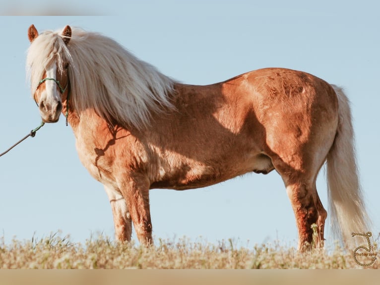 Haflinger Caballo castrado 16 años 137 cm Palomino in Walkerton IN