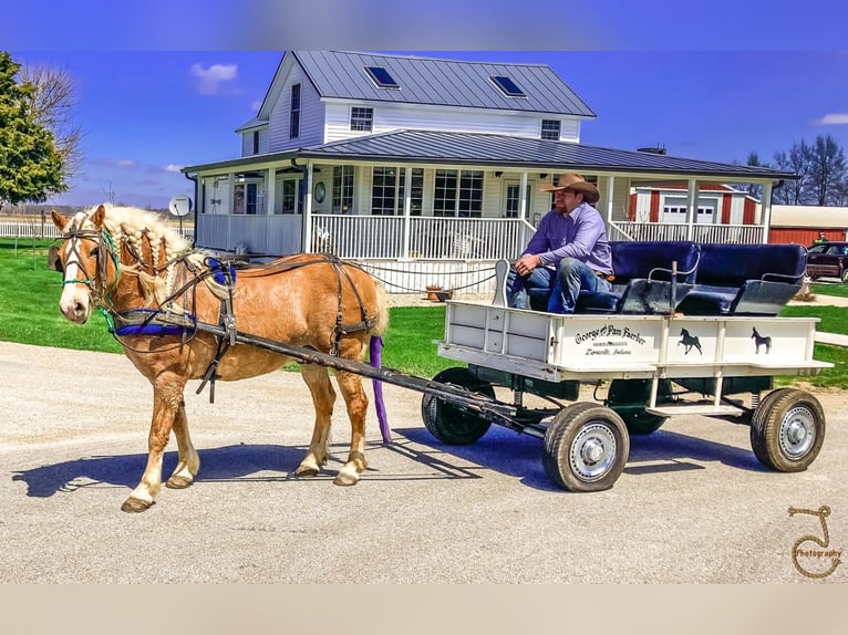 Haflinger Caballo castrado 16 años 137 cm Palomino in Walkerton IN