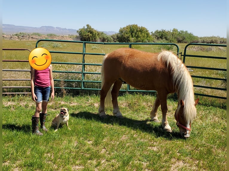 Haflinger Caballo castrado 16 años 142 cm Alazán-tostado in Fort Mohave