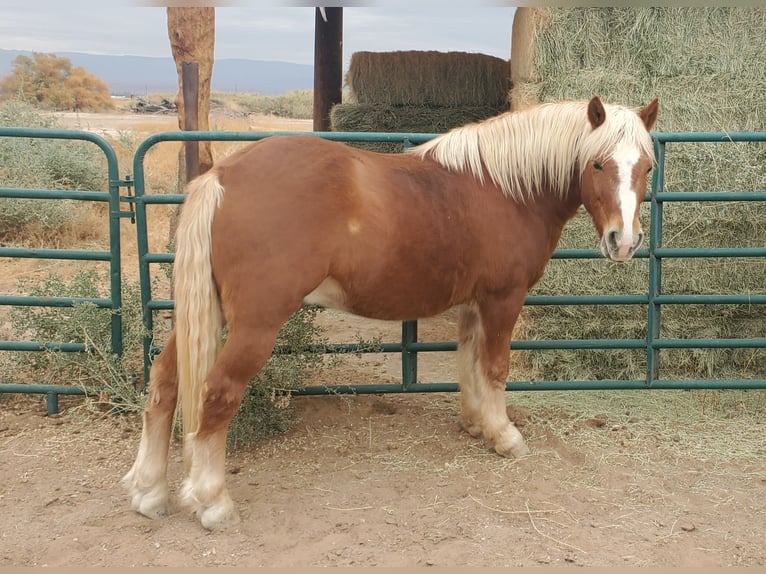 Haflinger Caballo castrado 16 años 142 cm Alazán-tostado in Fort Mohave