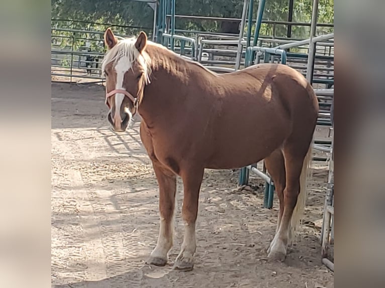 Haflinger Caballo castrado 16 años 142 cm Alazán-tostado in Fort Mohave