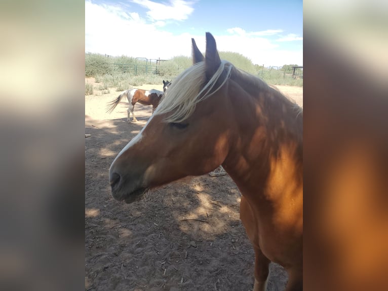 Haflinger Caballo castrado 16 años 142 cm Alazán-tostado in Fort Mohave