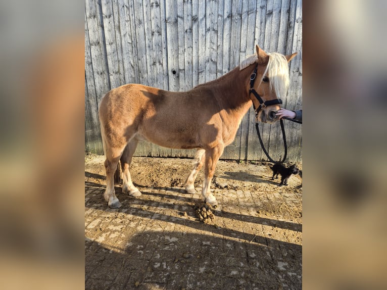 Haflinger Mestizo Caballo castrado 16 años 145 cm Bayo in Krautheim