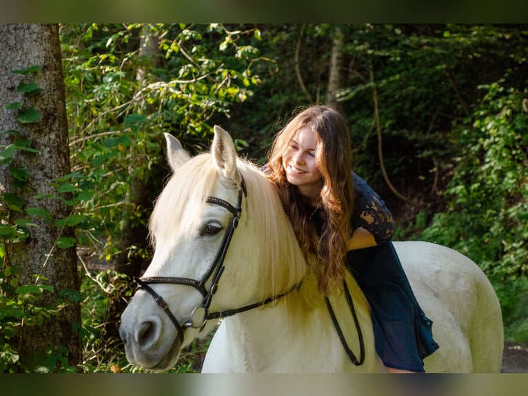 Haflinger Mestizo Caballo castrado 16 años 145 cm Tordo in Haimburg