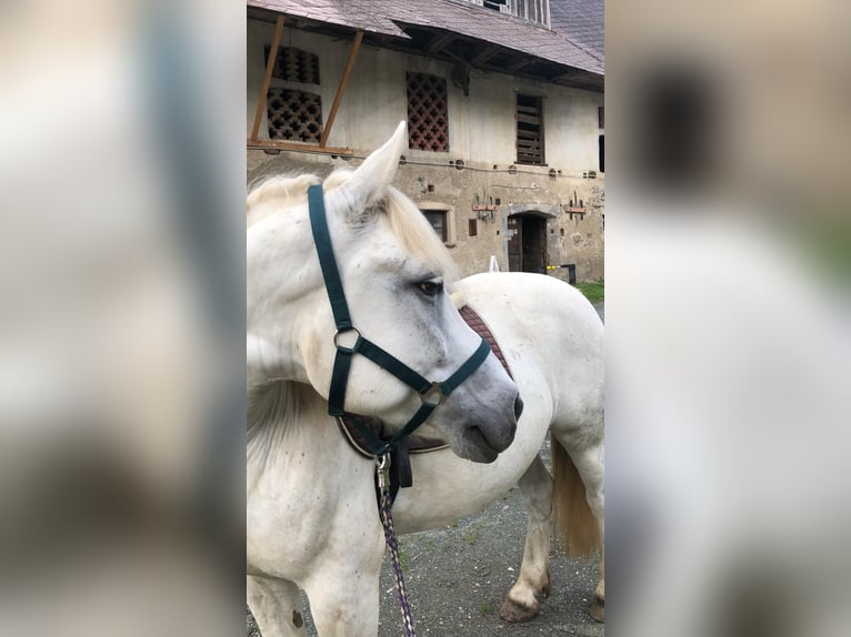 Haflinger Mestizo Caballo castrado 16 años 145 cm Tordo in Haimburg