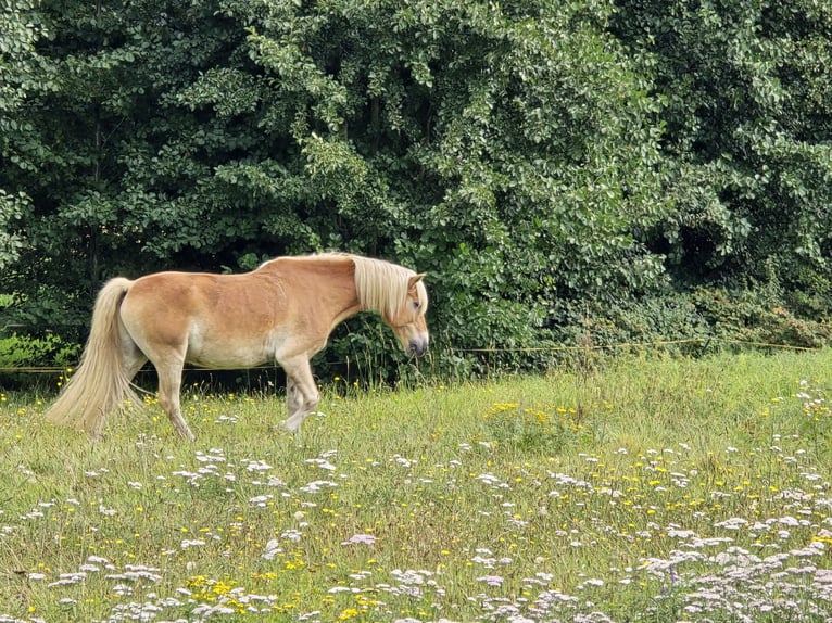 Haflinger Caballo castrado 16 años 147 cm in Neuferchau