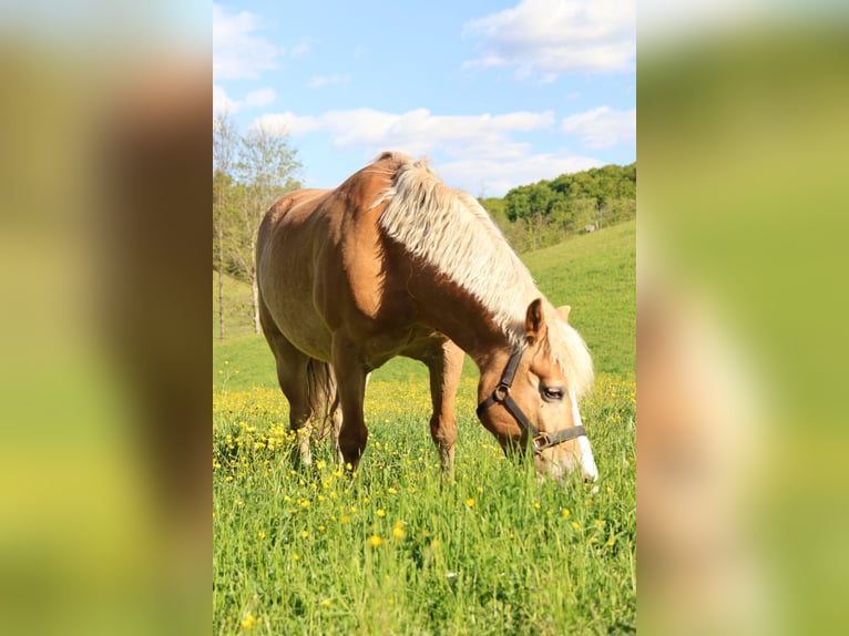 Haflinger Caballo castrado 16 años 148 cm Alazán in Leutschach