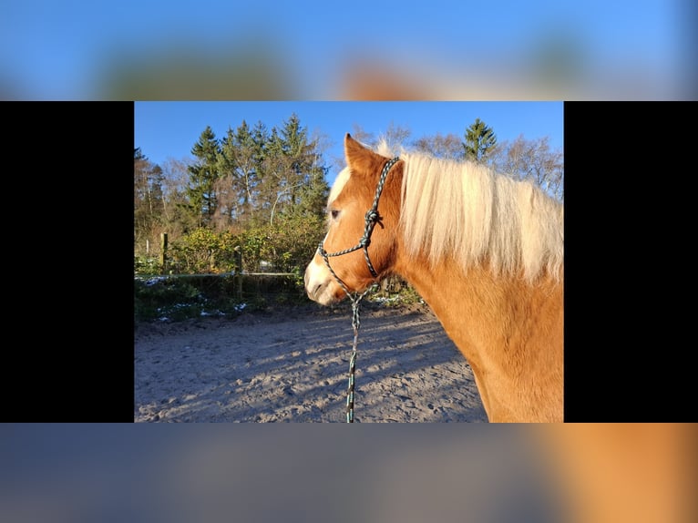 Haflinger Caballo castrado 16 años 148 cm  in Boklund