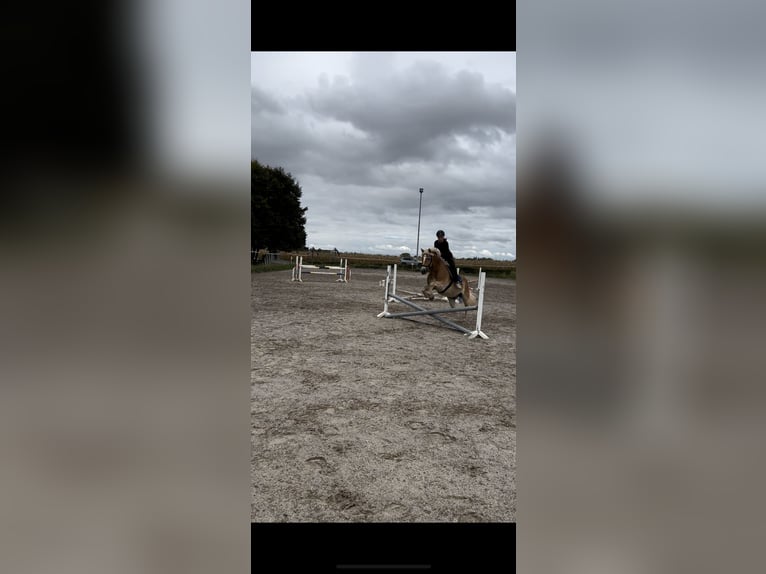 Haflinger Caballo castrado 16 años 148 cm in Niedernberg