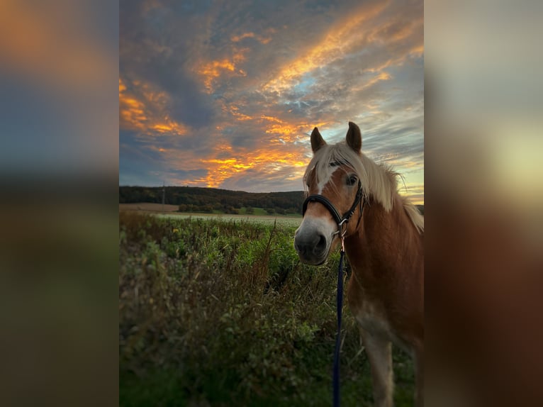 Haflinger Caballo castrado 16 años 148 cm in Niedernberg