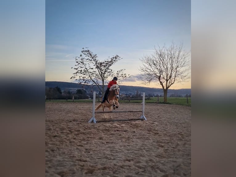 Haflinger Caballo castrado 16 años 148 cm in Niedernberg