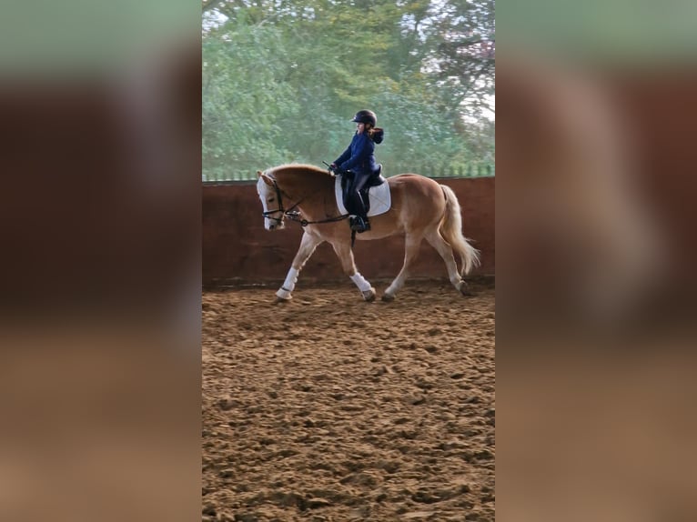 Haflinger Caballo castrado 16 años 148 cm Palomino in Warendorf