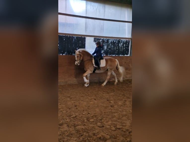 Haflinger Caballo castrado 16 años 148 cm Palomino in Warendorf