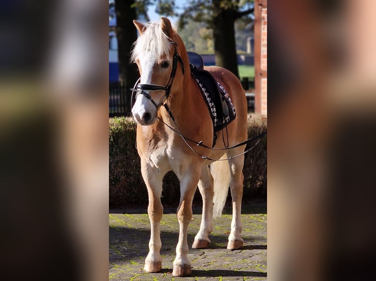 Haflinger Caballo castrado 16 años 148 cm Palomino in Warendorf