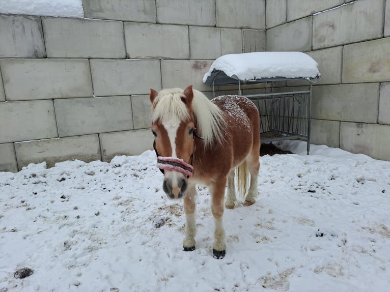 Haflinger Caballo castrado 16 años 150 cm in Obertilliach