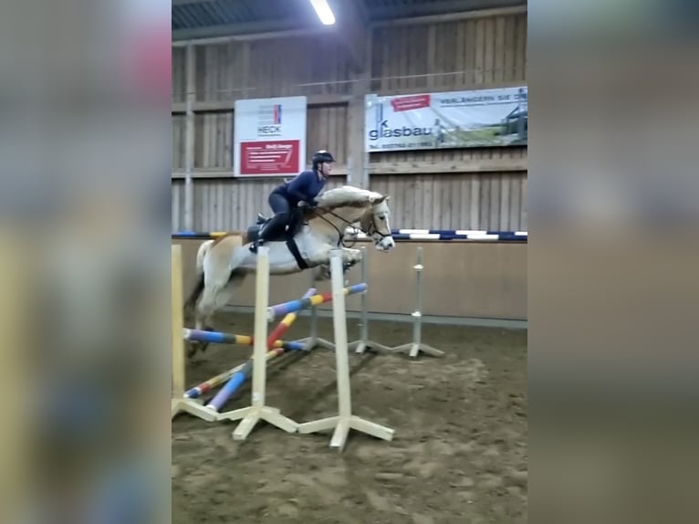 Haflinger Caballo castrado 16 años 150 cm Castaño claro in Berlin